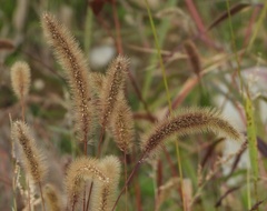 Setaria viridis pycnocoma