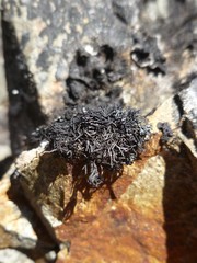 Cornicularia normoerica