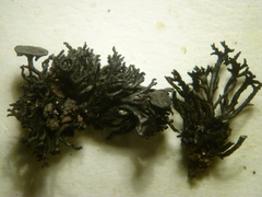 Cornicularia normoerica