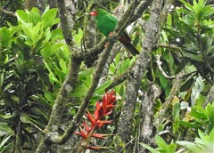 Chlorornis riefferii riefferii