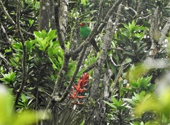 Chlorornis riefferii riefferii