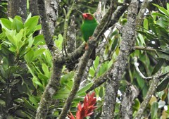 Chlorornis riefferii riefferii