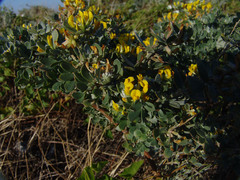 Acmispon dendroideus veatchii