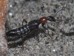 Paederidus ruficollis