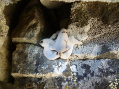 Dermatocarpon reticulatum