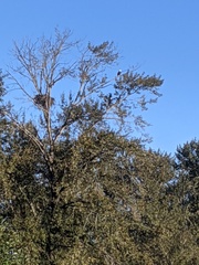 Haliaeetus leucocephalus