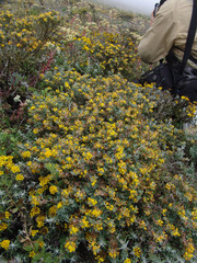 Acmispon dendroideus veatchii