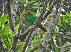 Chlorornis riefferii riefferii
