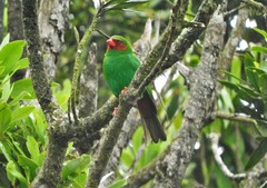 Chlorornis riefferii riefferii
