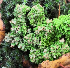 Cladonia phyllophora