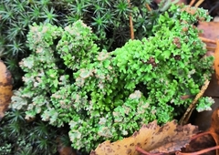 Cladonia phyllophora