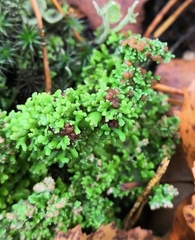 Cladonia phyllophora