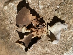 Dermatocarpon reticulatum