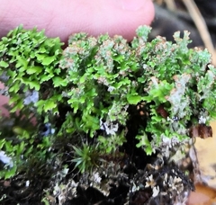 Cladonia phyllophora