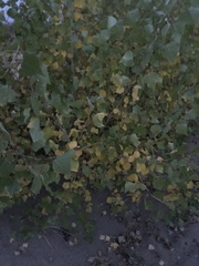 Populus