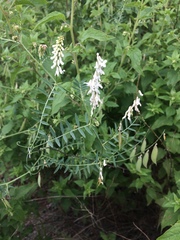 Vicia pulchella