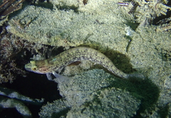 Rathbunella hypoplecta