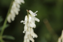 Vicia pulchella