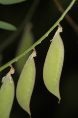 Vicia pulchella