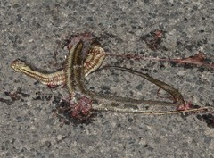 Nerodia clarkii clarkii