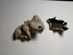 Dermatocarpon reticulatum