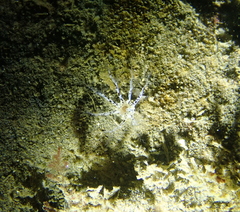 Cucumaria piperata