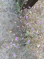 Lessingia leptoclada