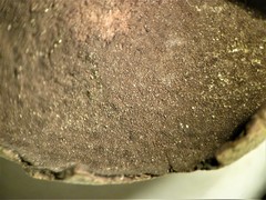 Dermatocarpon reticulatum