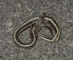 Nerodia clarkii clarkii