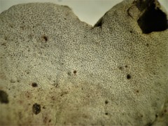 Dermatocarpon reticulatum