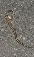 Nerodia clarkii clarkii