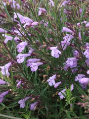 Hedeoma hyssopifolia