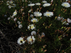Malacothrix saxatilis implicata
