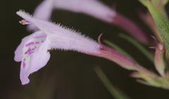 Hedeoma hyssopifolia