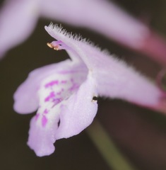 Hedeoma hyssopifolia