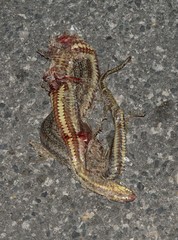 Nerodia clarkii clarkii