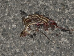 Nerodia clarkii clarkii