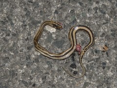 Nerodia clarkii clarkii