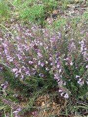 Hedeoma hyssopifolia
