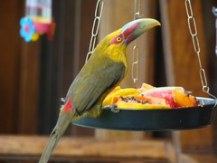 Pteroglossus bailloni