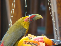 Pteroglossus bailloni