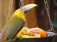 Pteroglossus bailloni