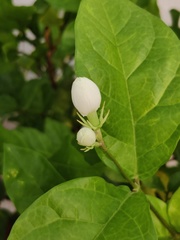 Jasminum sambac
