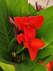 Canna × generalis