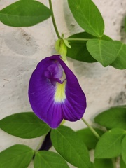 Clitoria ternatea