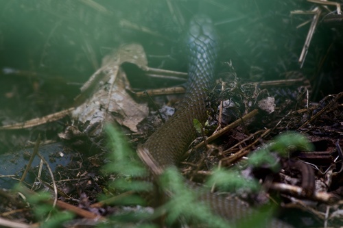 Tiger Snake sighting