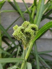 Eleusine coracana