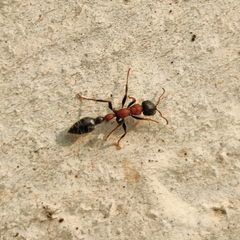 Tetraponera rufonigra