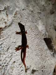 Speleomantes italicus