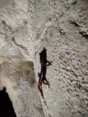 Speleomantes italicus